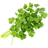 Cilantro
