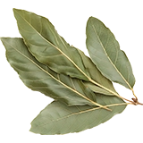 Laurel